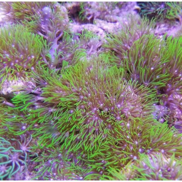 GREEN SKIN POLY CORAL 